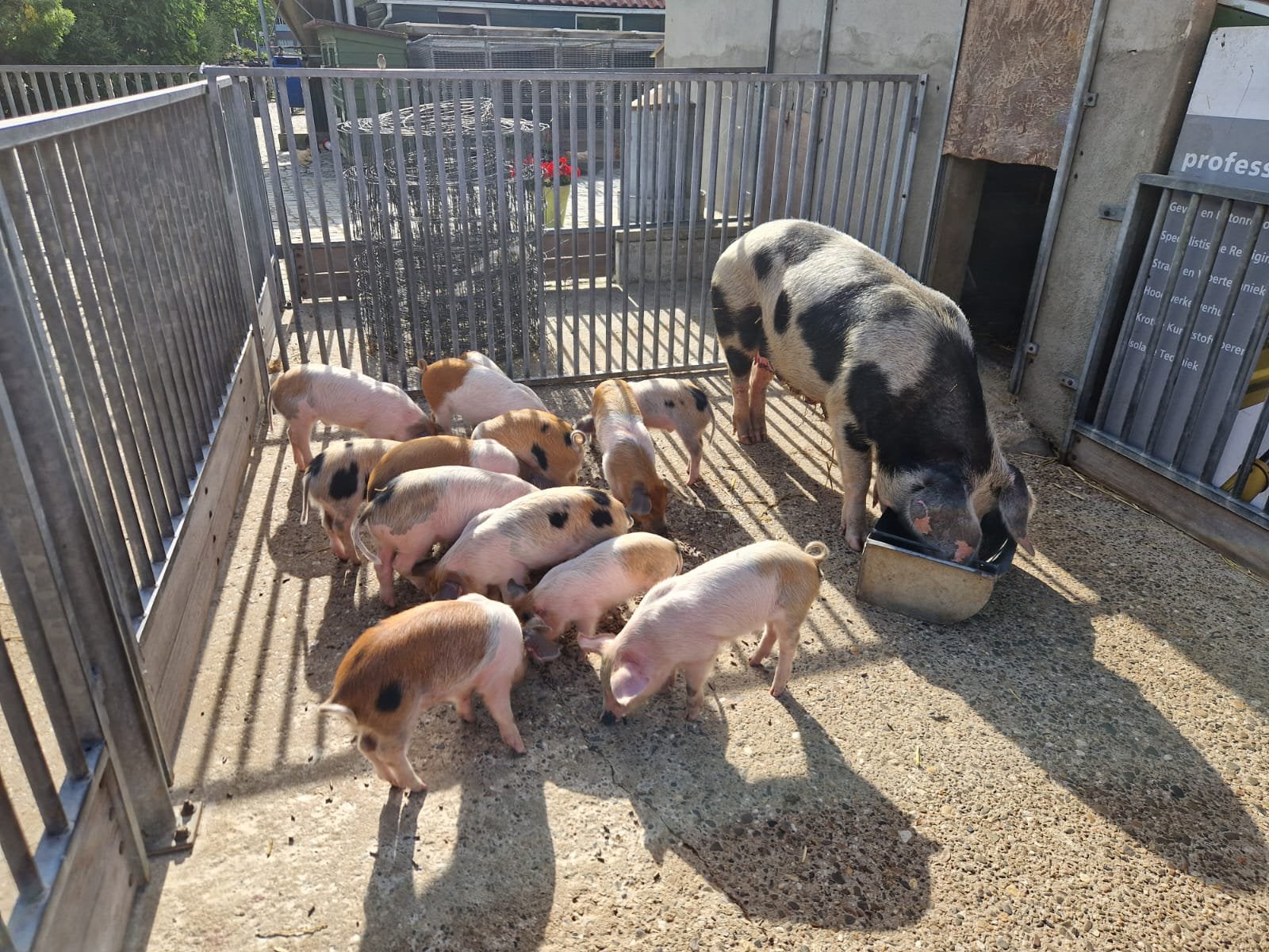 Mooie Husumer biggen (11 stuks), Dieren en Toebehoren, Mannelijk, Varken