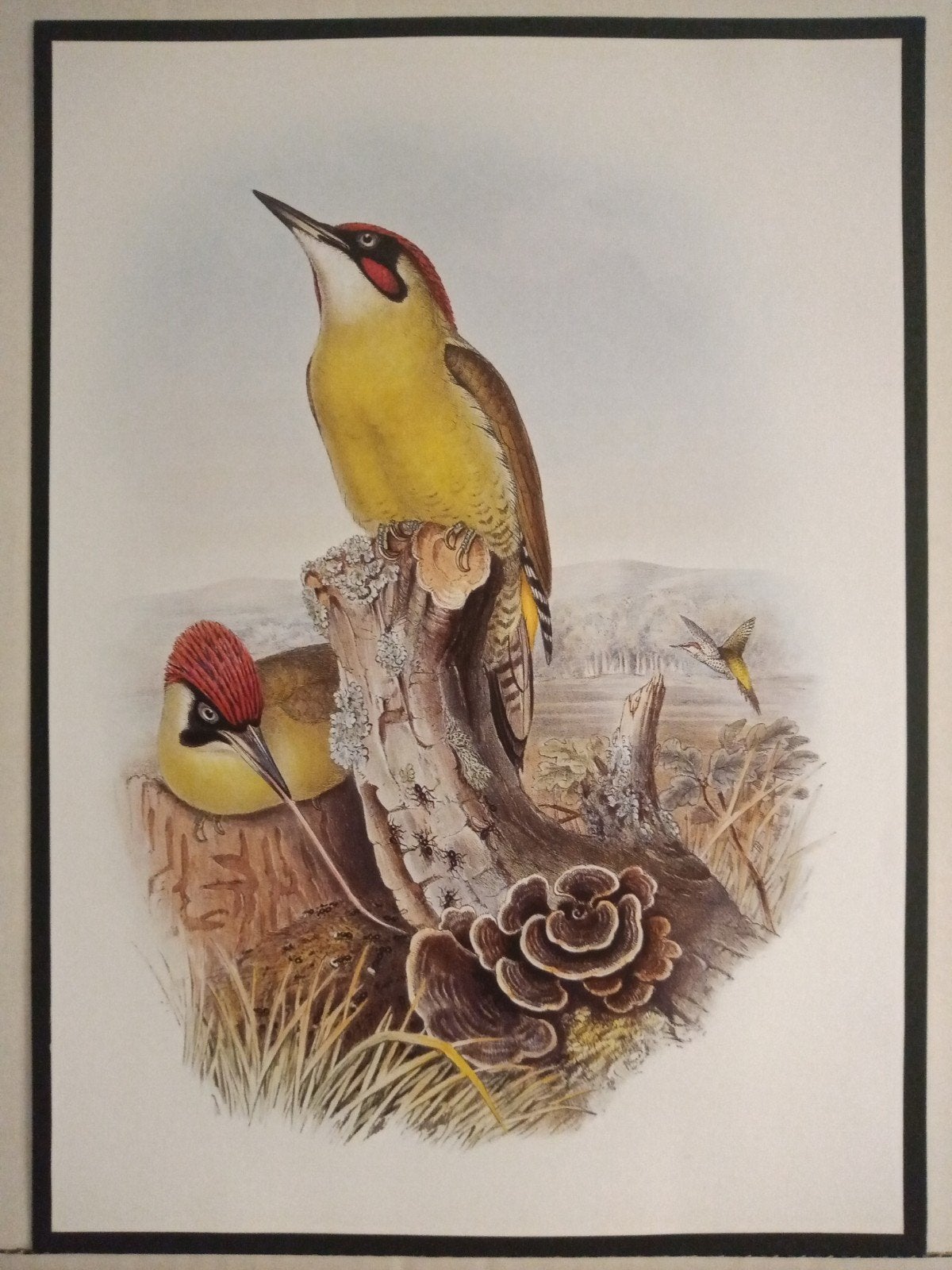 Groene Specht - prachtige plaat afmeting 24,5cm x 29,5cm, Verzenden, 1980 tot heden, Zo goed als nieuw, Dier