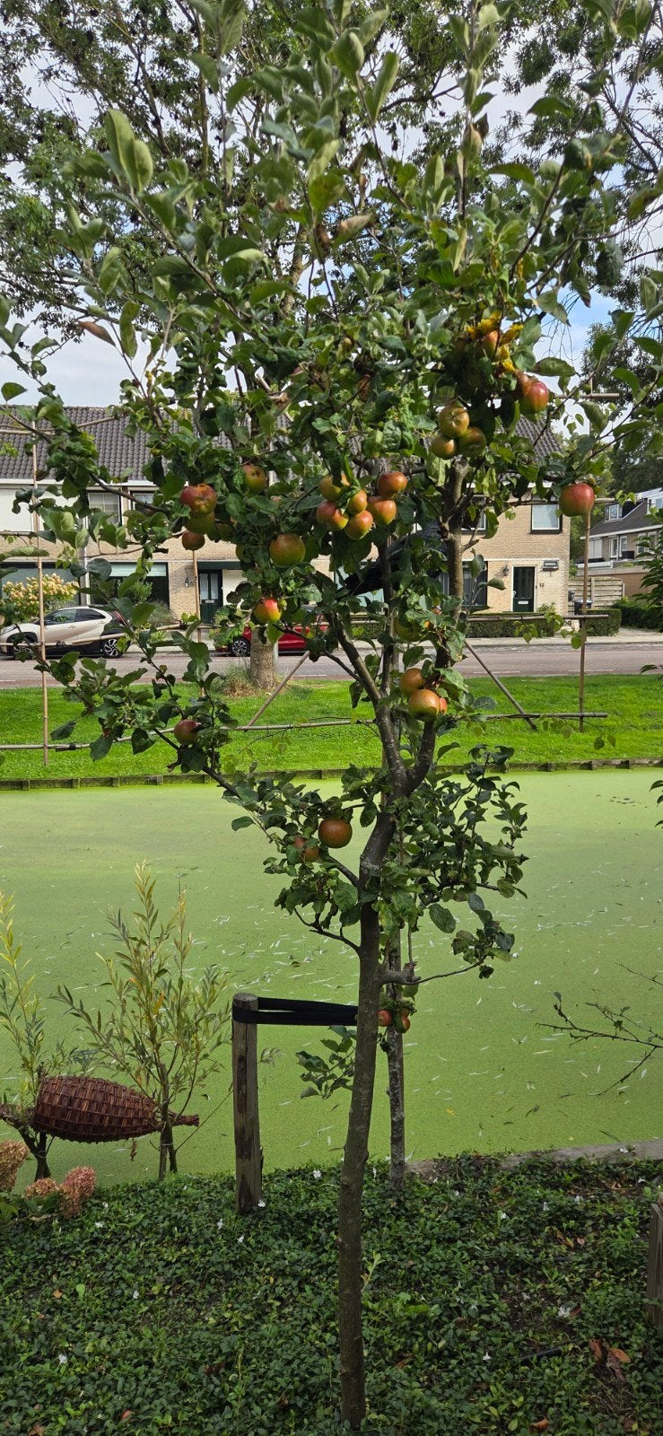Jonagold appelboom - Heerlijke appels uit eigen tuin, Ophalen, Overige soorten, 100 tot 250 cm
