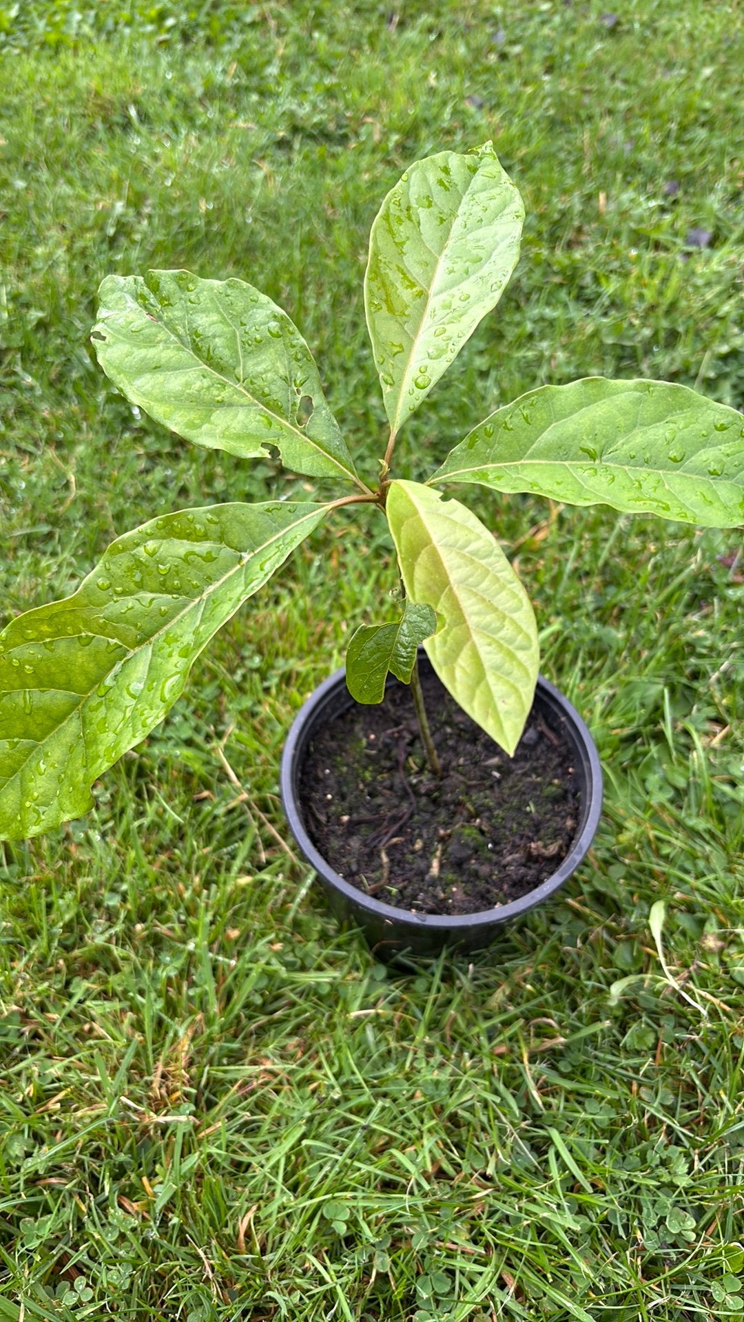 Avocado plant, Ophalen, Overige soorten, Volle zon