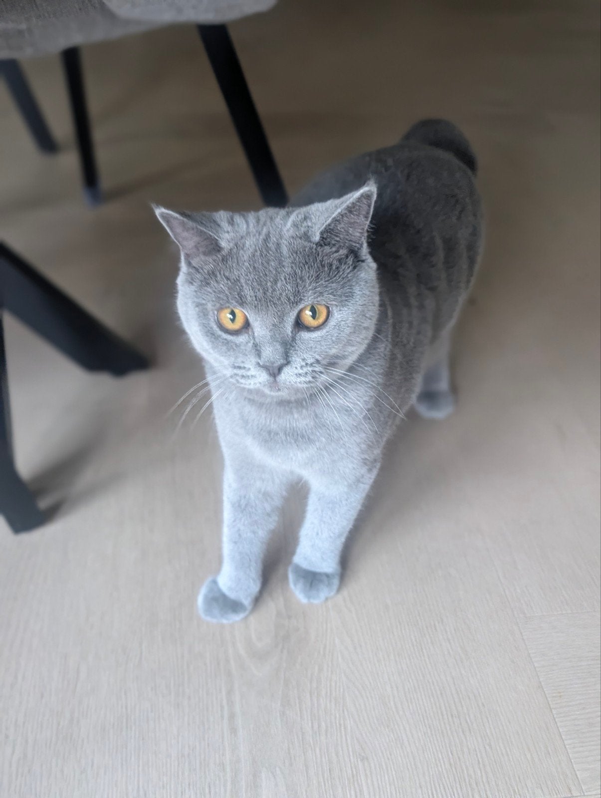 British short hair Saïnt, Dieren en Toebehoren, Kater, Kortharig