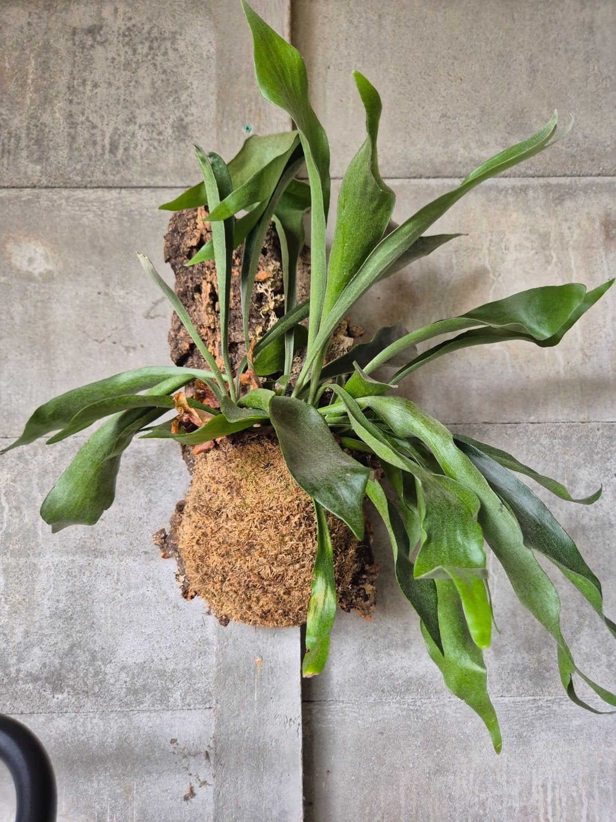 hertshoorn op kurk XL, Overige soorten, Minder dan 100 cm, Groene kamerplant, Halfschaduw