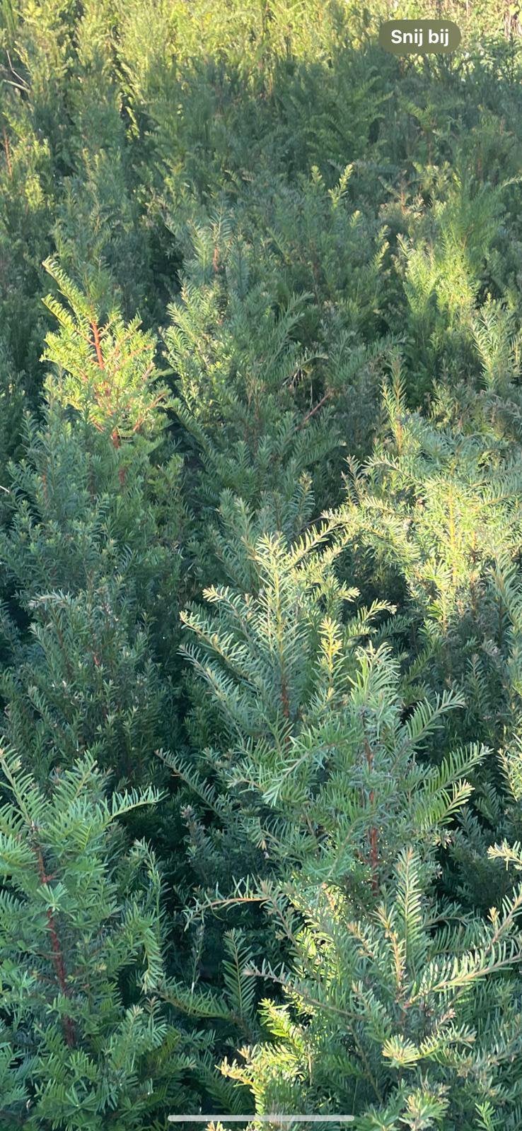 Taxus baccata 100-120 cm hoog, Ophalen, Taxus, Haag, 100 tot 250 cm