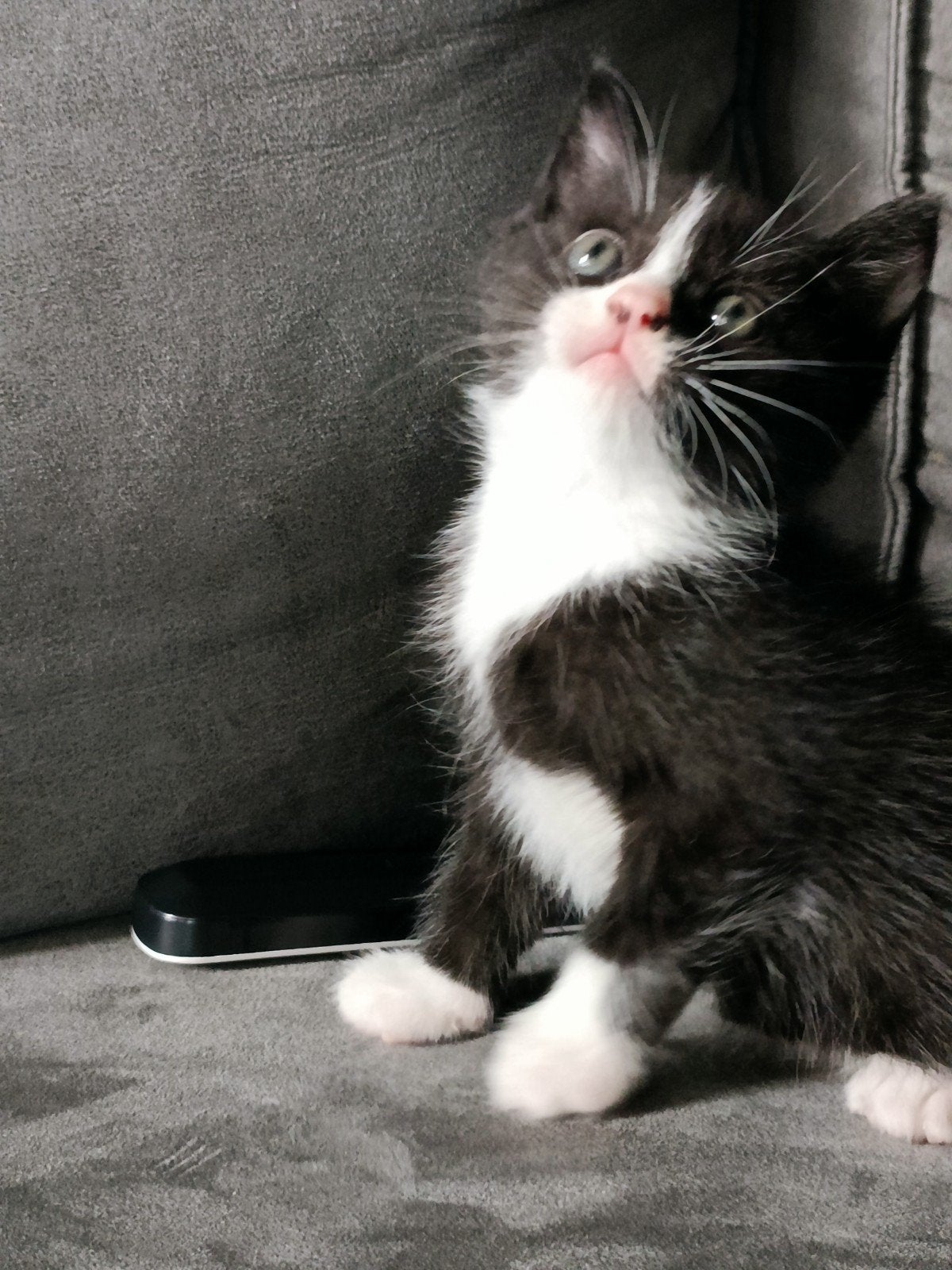 Perzische kittens gekruist met Europese korthaar, Meerdere dieren