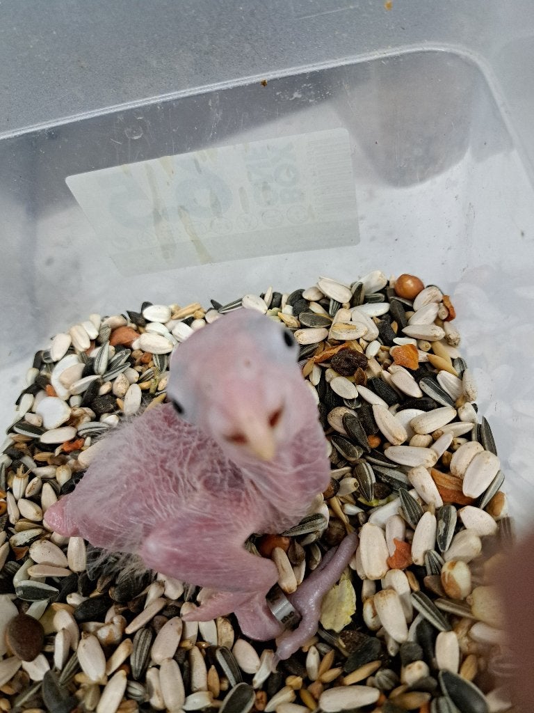 Roestkopcaique, Geslacht onbekend, Papegaai, Geringd