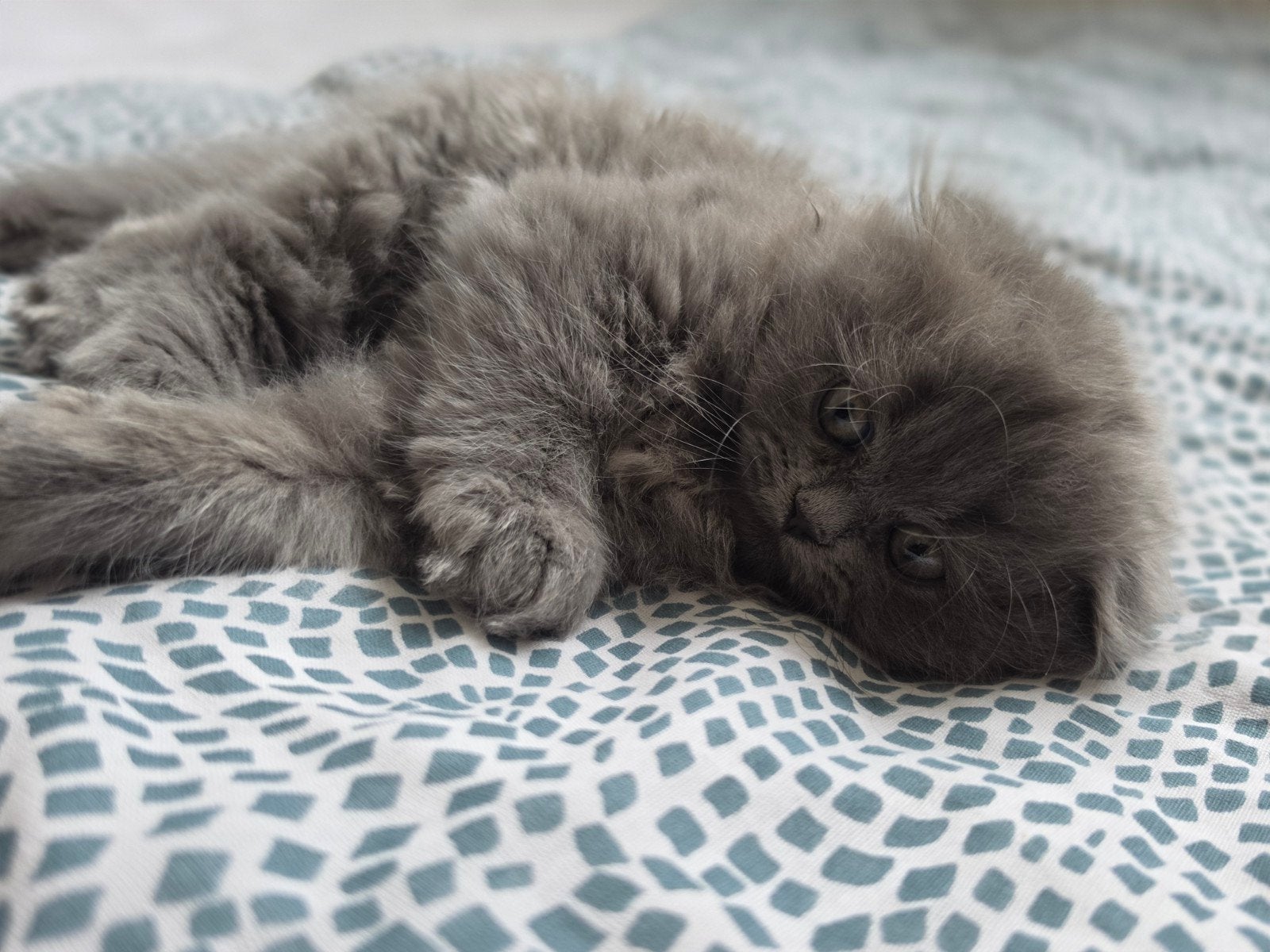 3 lieve Perzische kittens zoeken een warm thuis, Dieren en Toebehoren, Katten en Kittens | Overige Katten, Meerdere dieren