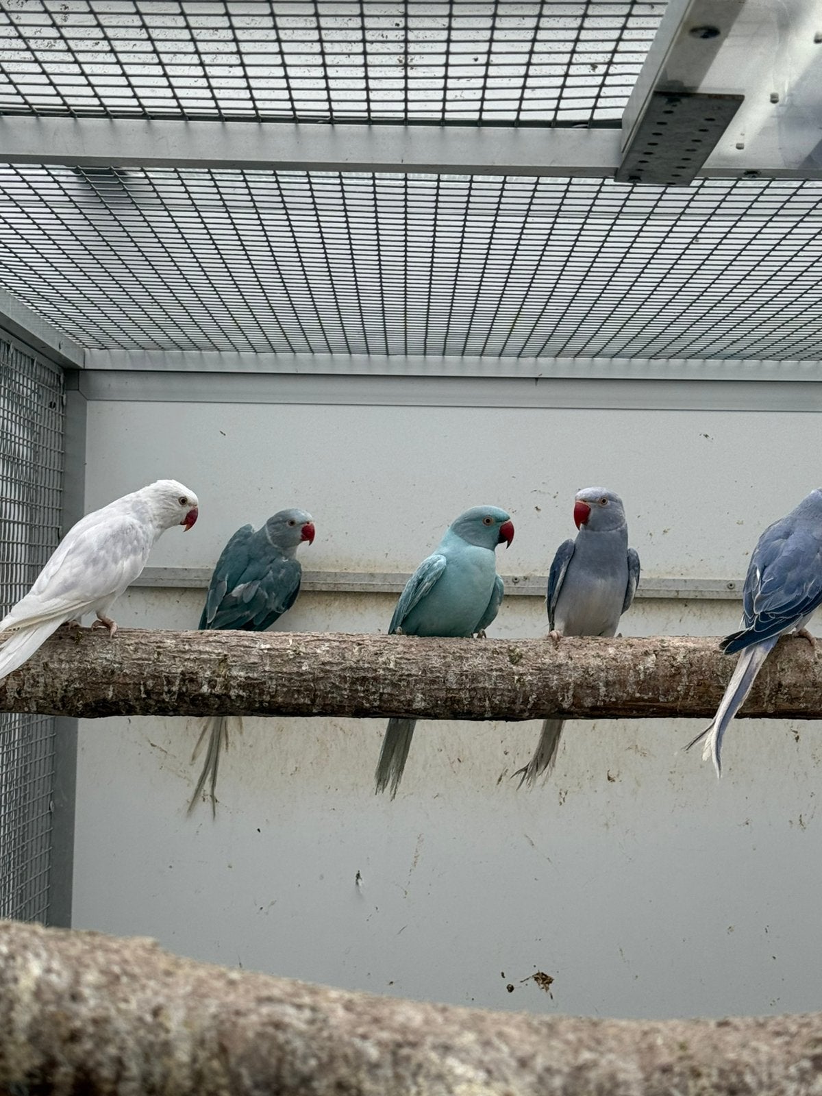 Compleet kweekbestand halsbandparkieten, Dieren en Toebehoren, Vogels | Parkieten en Papegaaien, Meerdere dieren, Parkiet