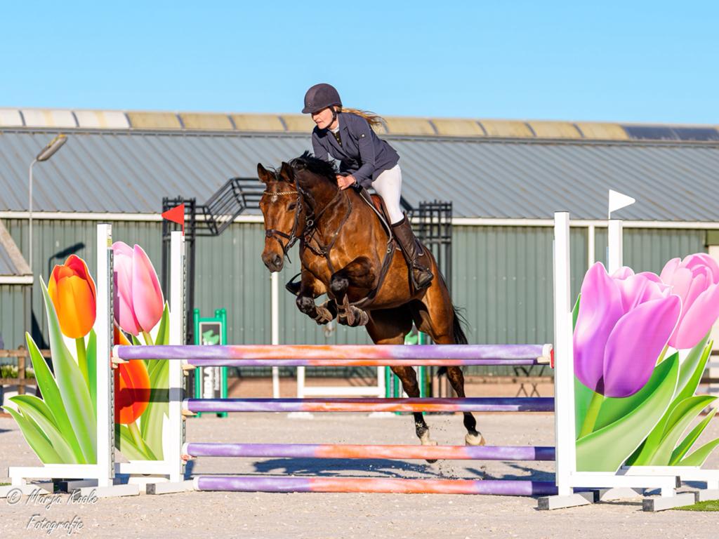 9jarige hercules x lennard, Merrie, Springpaard, B, 7 tot 10 jaar