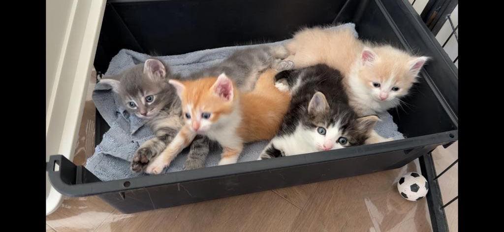 Maincoon kruising Kittens, Meerdere dieren