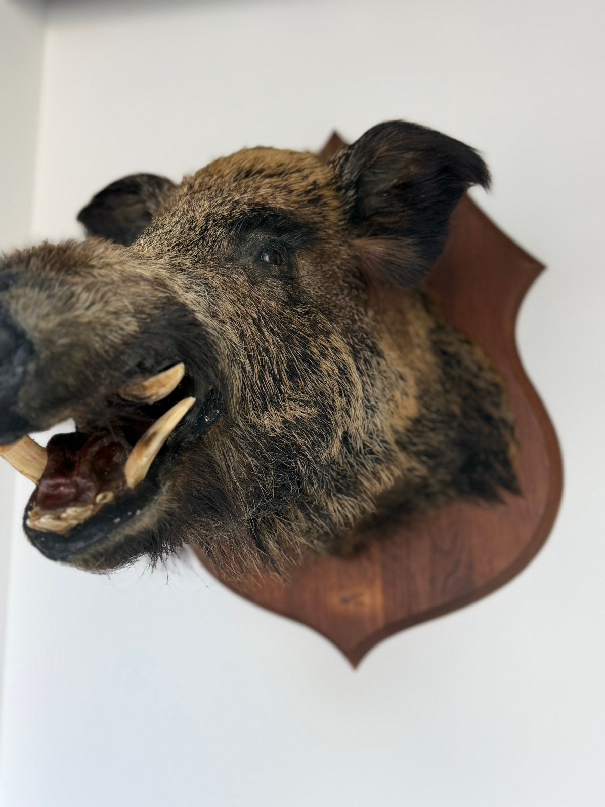 Mooie grote kop van everzwijn taxidermie, Ophalen, Gebruikt, Hert
