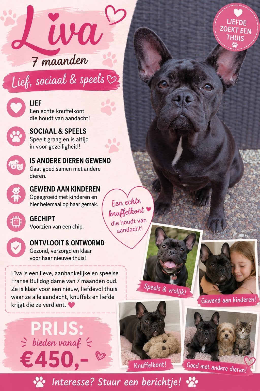 franse bulldog, Dieren en Toebehoren, 15 weken tot 1 jaar, Teef, Bulldog, Eén hond