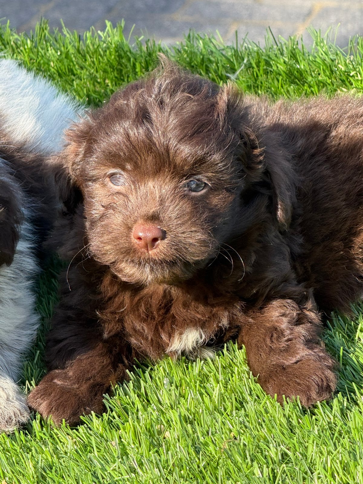 Maltipoo shihpoo poedel maltezer shih tzu pups, Dieren en Toebehoren, Nederland, Parvo, Overige rassen, 8 tot 15 weken