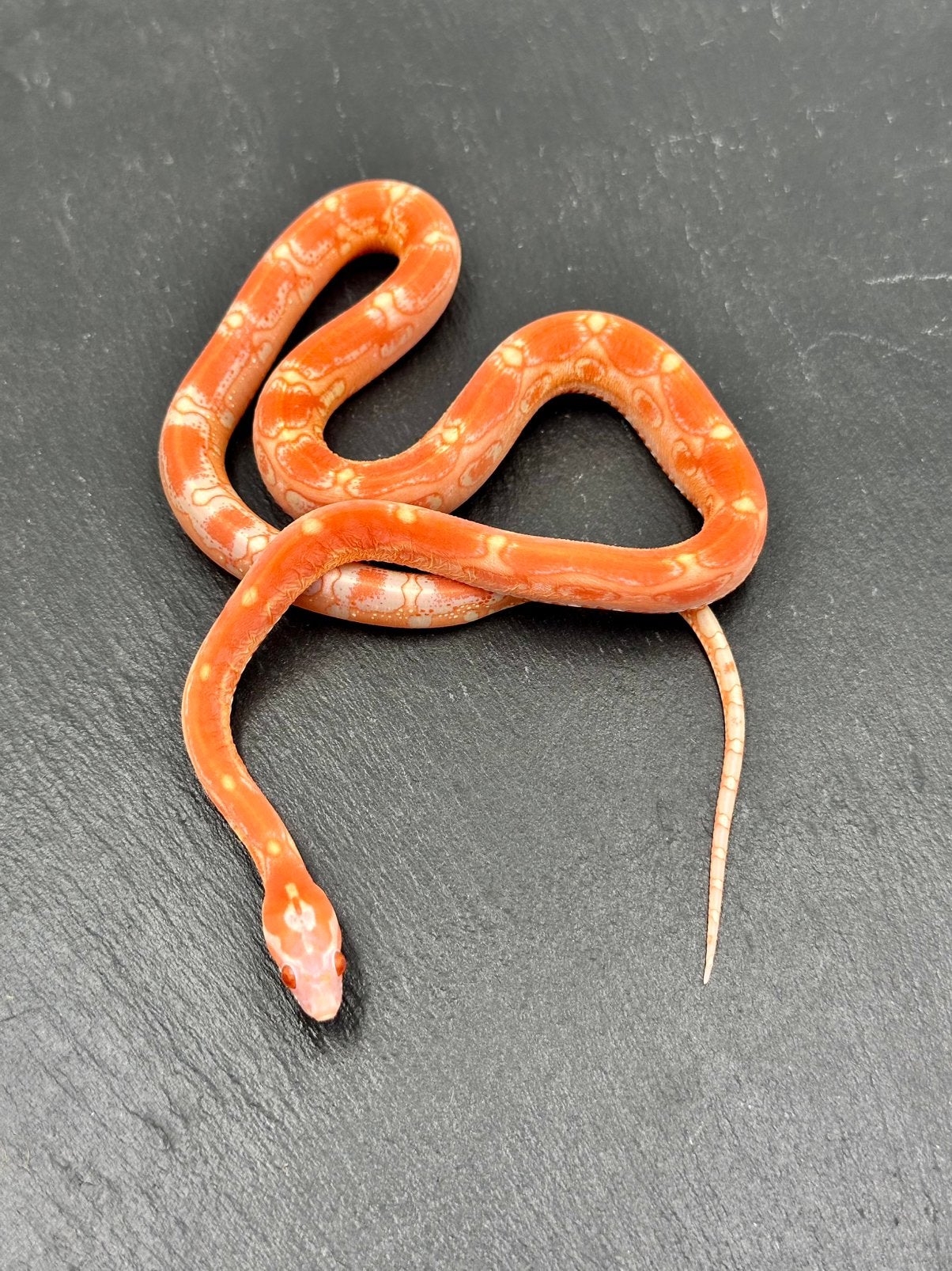 2025 corns rattenslang, Dieren en Toebehoren, Reptielen en Amfibieën, Slang, 0 tot 2 jaar