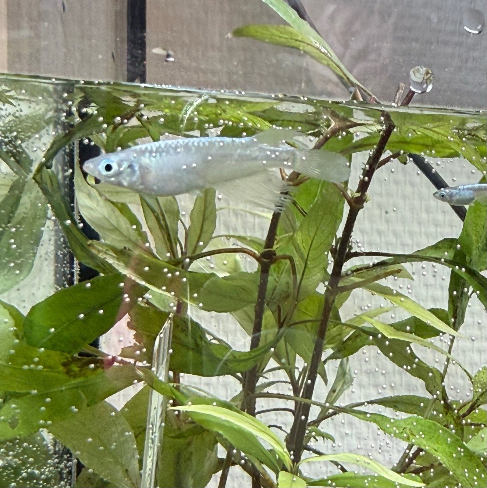 Jonge medaka miyuki blue longfin, rijstvisjes (m2455557379) — Vissen ...