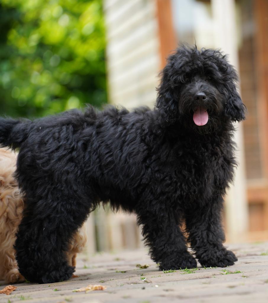 Mini Labradoodle pups | Dwergpoedel x Mini Labradoodle, Dieren en Toebehoren, Honden | Retrievers, Spaniëls en Waterhonden, Parvo