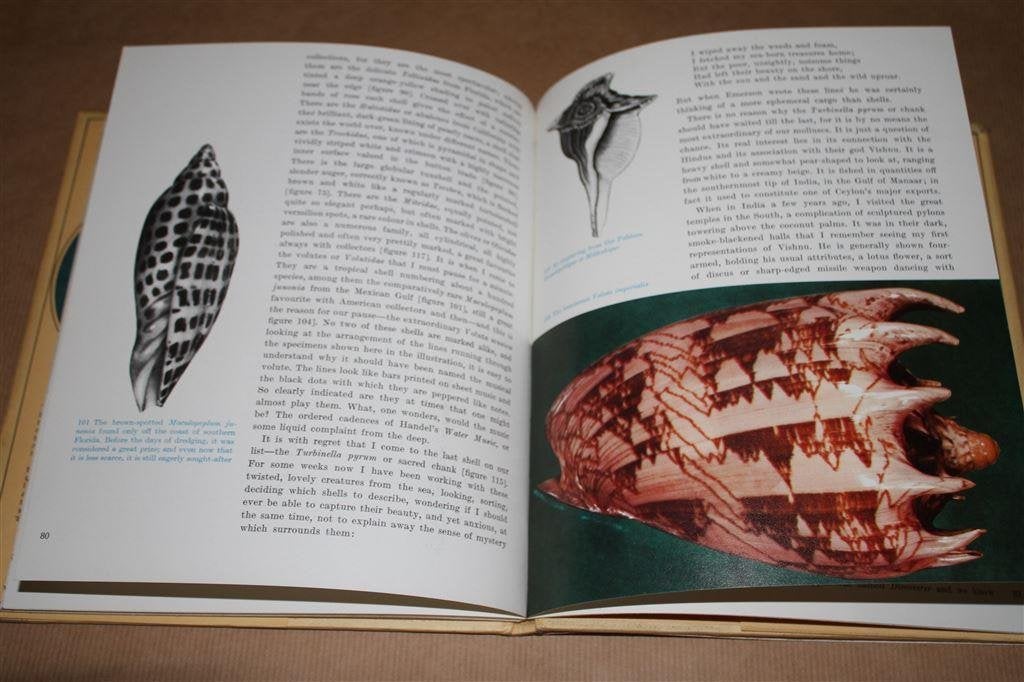 Boek over Schelpen. Shells. Roderick Cameron., Ophalen of Verzenden, Schelp(en)