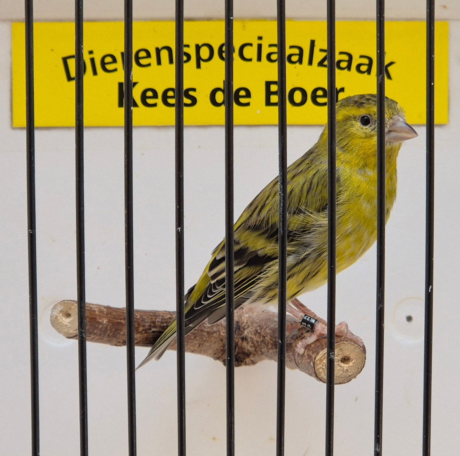 bastaard sijs x kanarie