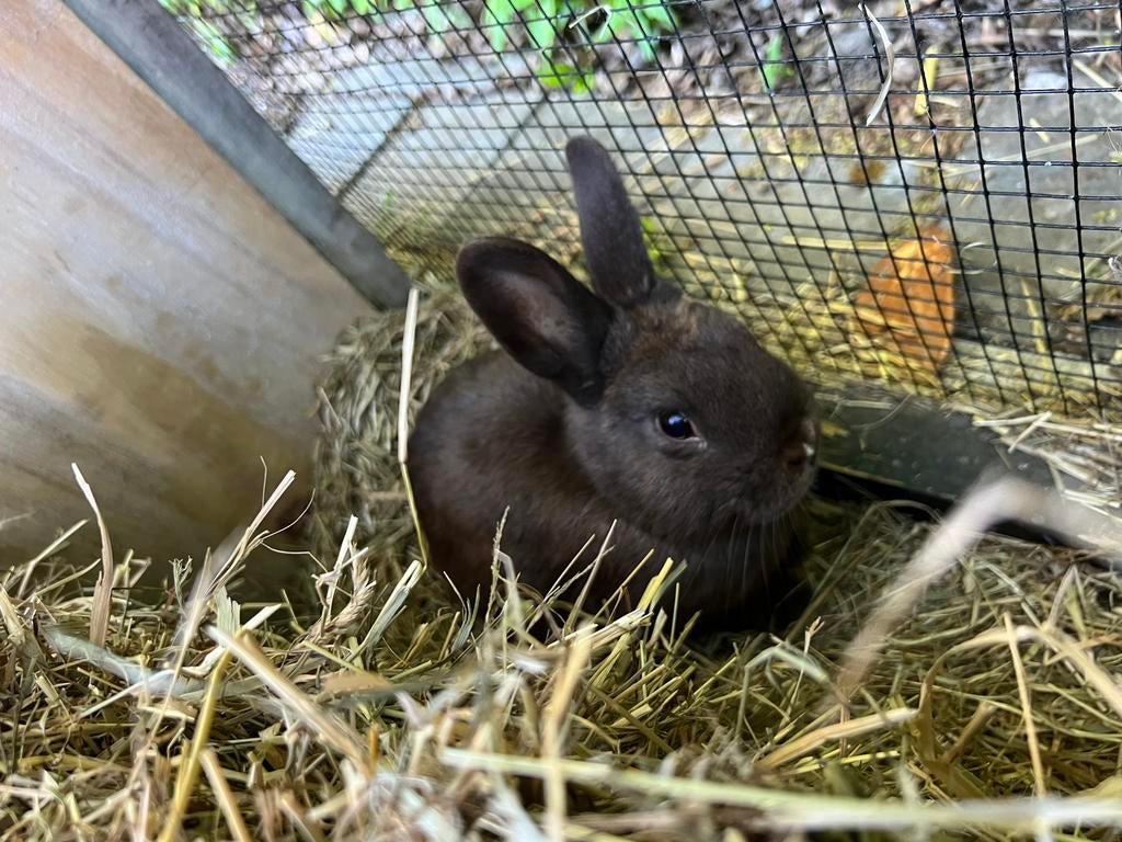 Lief dwergkonijntje, Dieren en Toebehoren, Konijnen, Mannelijk, Dwerg, 0 tot 2 jaar