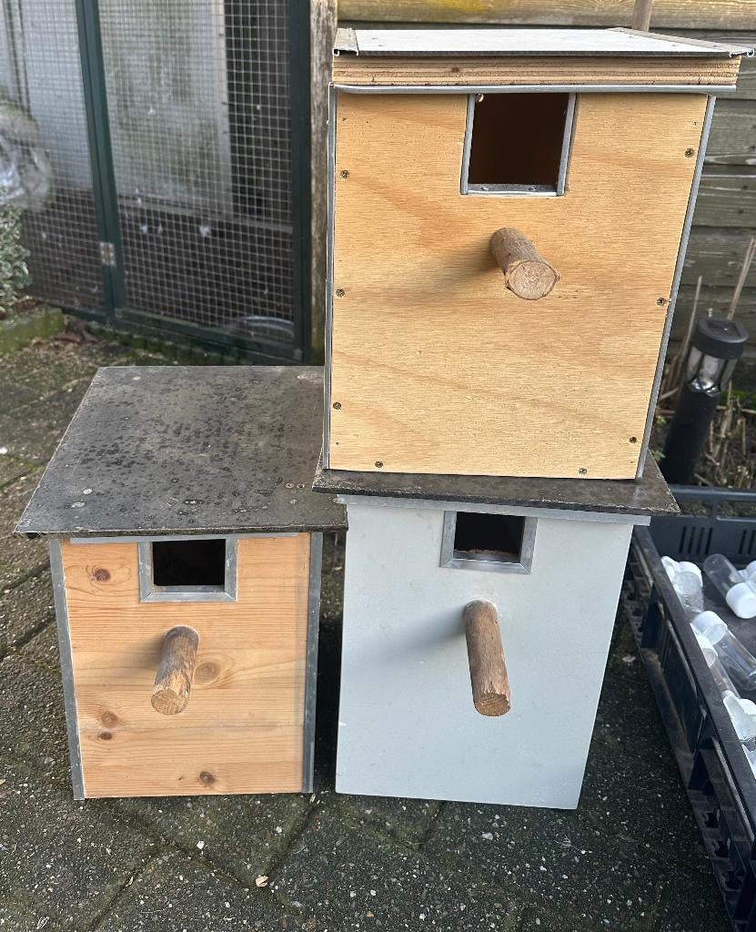 Parkieten broedblok, Meerdere dieren, Parkiet