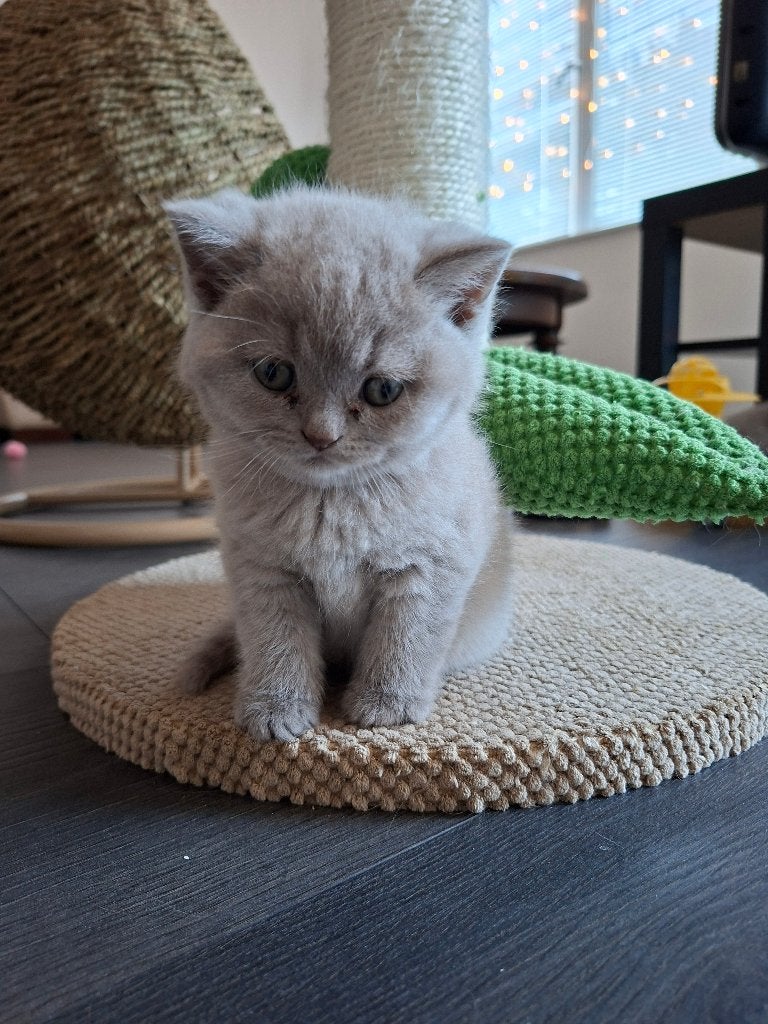 Britse Korthaar kittens, Meerdere dieren, Ontwormd, 0 tot 2 jaar