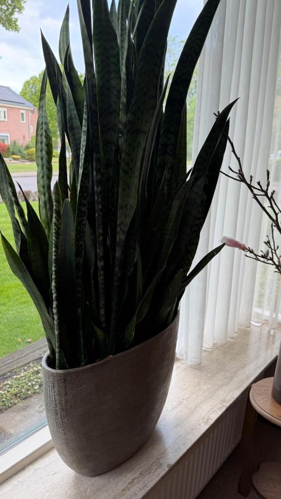 Sanseveria plant per stuk, Huis en Inrichting, Kamerplanten, Ophalen, Halfschaduw, Minder dan 100 cm