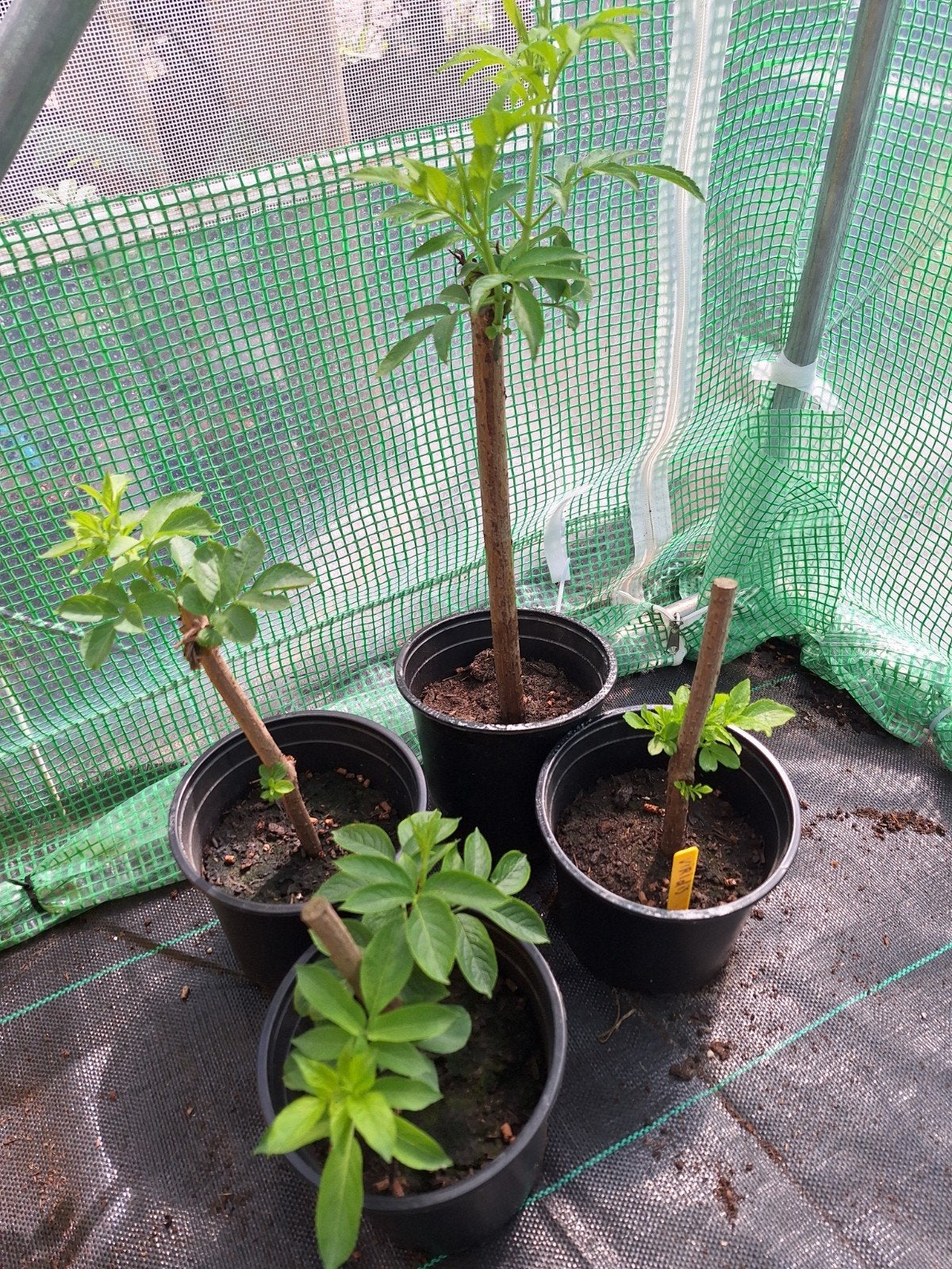 4 Sambucus viridis, vlier, Tuin en Terras, Planten | Bomen, Overige soorten, 400 cm of meer, Volle zon, Zomer, Ophalen