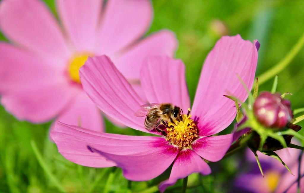 COSMEA Plantjes Kleur is een verrassing Uit Biologische tuin, Volle zon, Eenjarig, Zomer, Ophalen