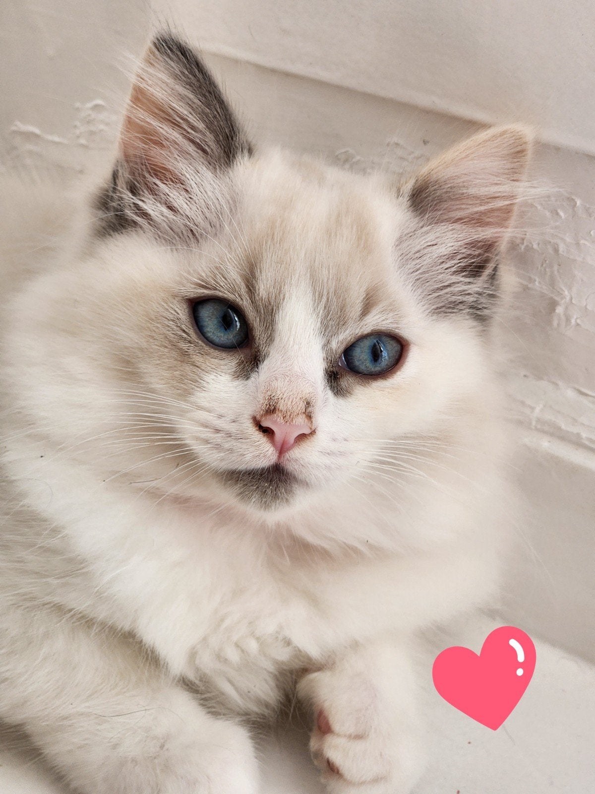 prachtige ragdoll kittens  (100% ragdoll), Meerdere dieren, Ontwormd, 0 tot 2 jaar