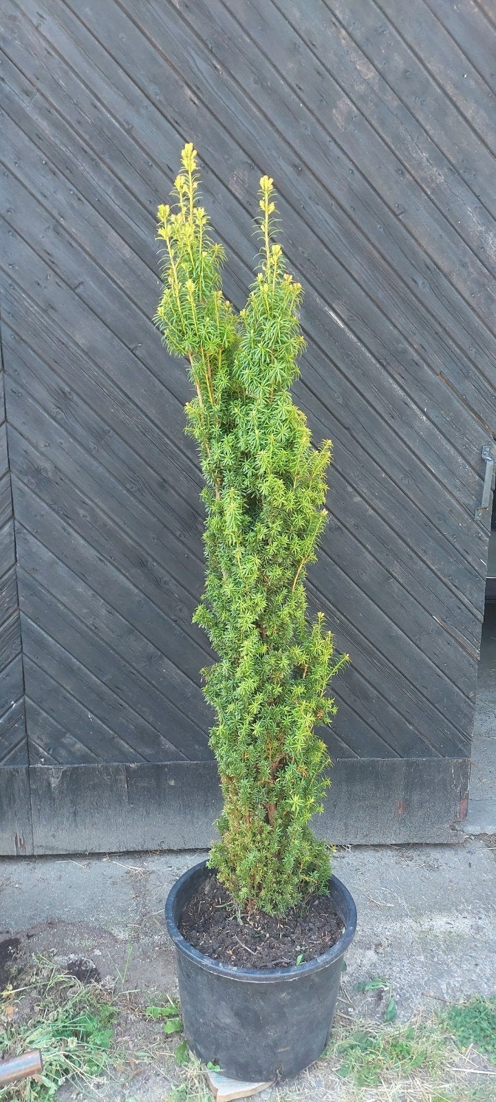 Gele Zuiltaxus (Taxus Baccata Fastigiata Aurea) 180cm, Ophalen, Taxus