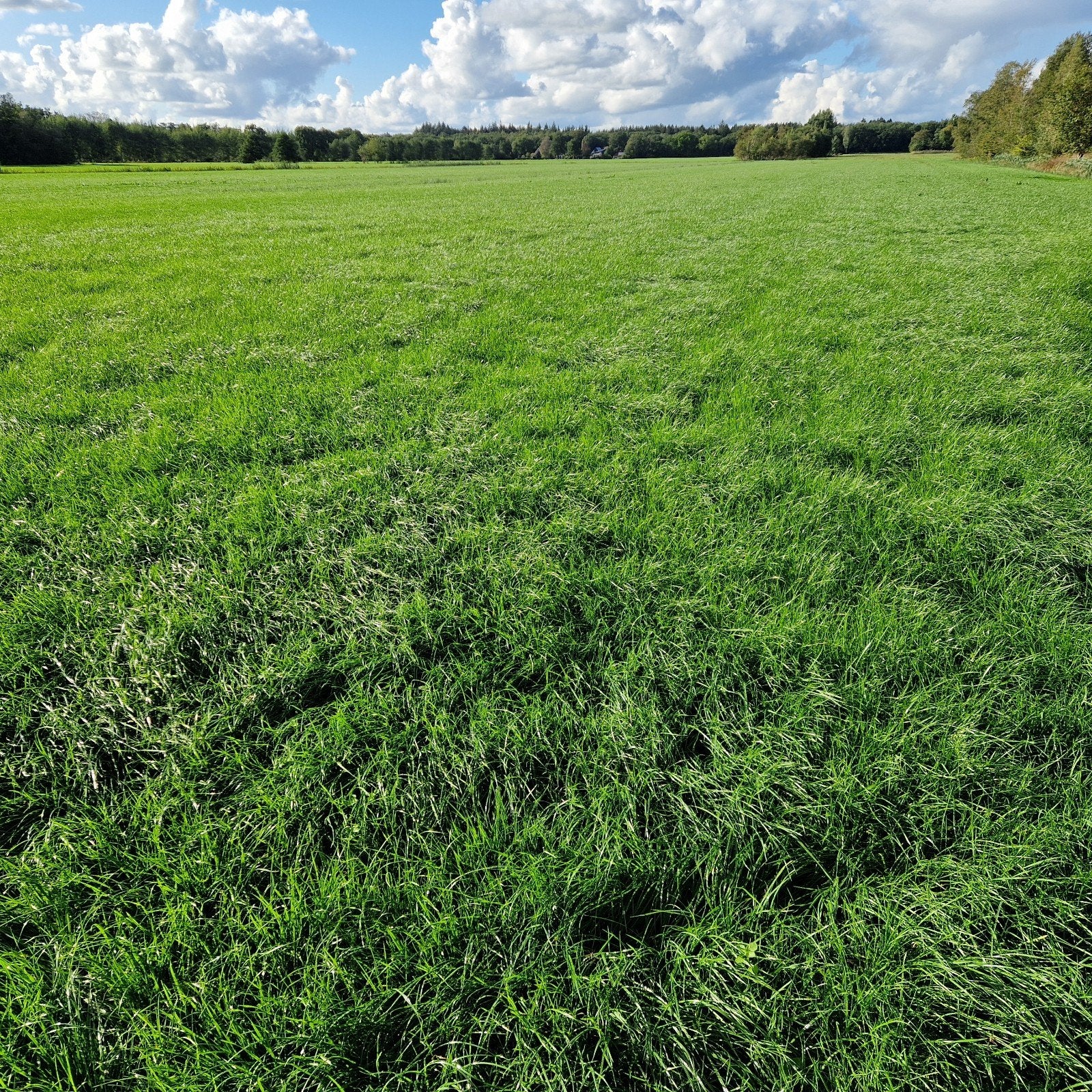 Gewas opstam aan schoterlandseweg in mildam
