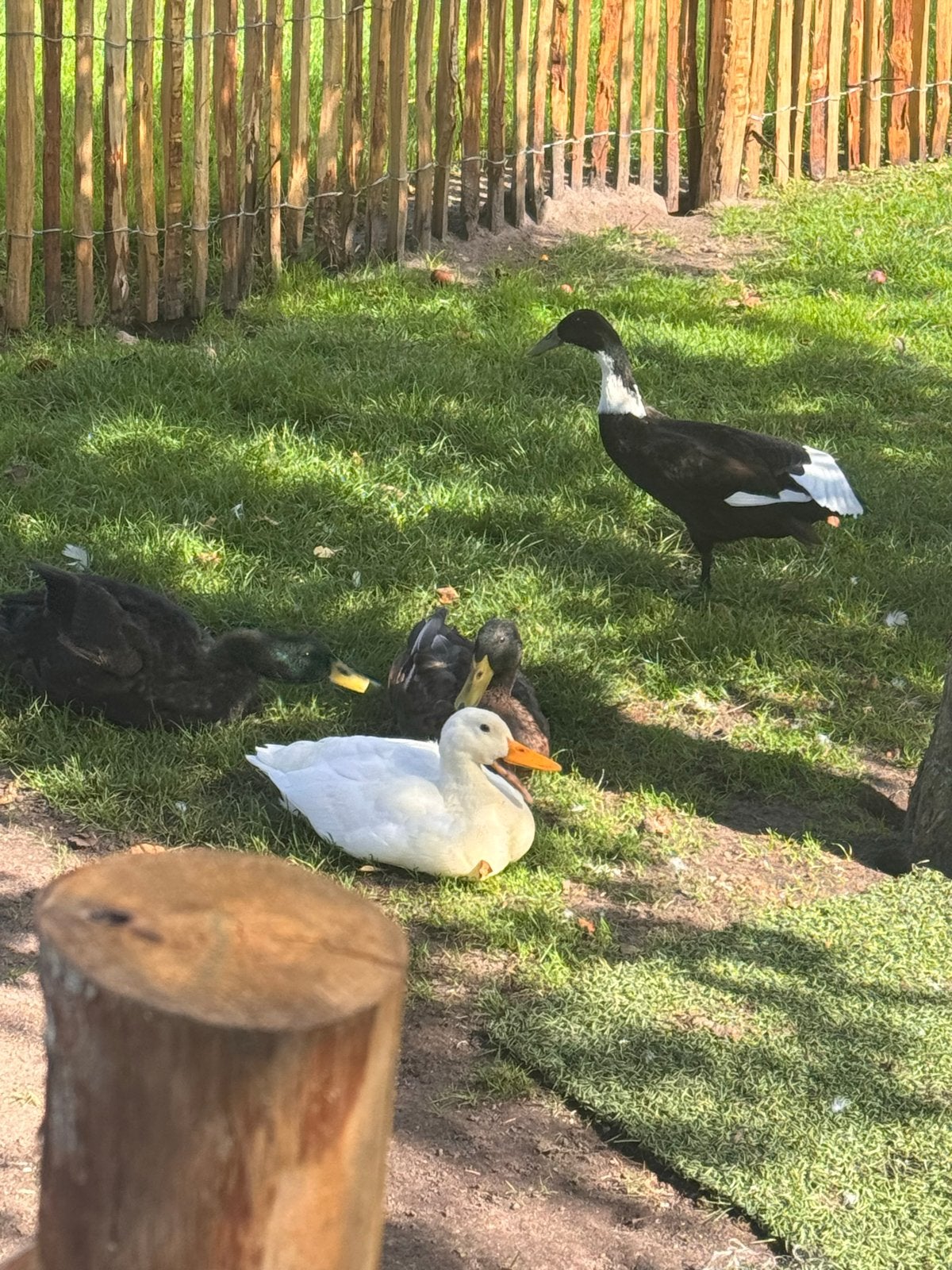 4 mooie Indische loopeenden inclusief alle toebehoren., Ophalen, Zo goed als nieuw