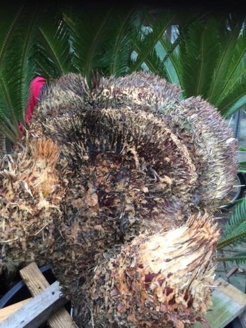 Cycas Revoluta Cristaten uit Costa Rica, Huis en Inrichting, Ophalen, Overige soorten, Halfschaduw, In pot