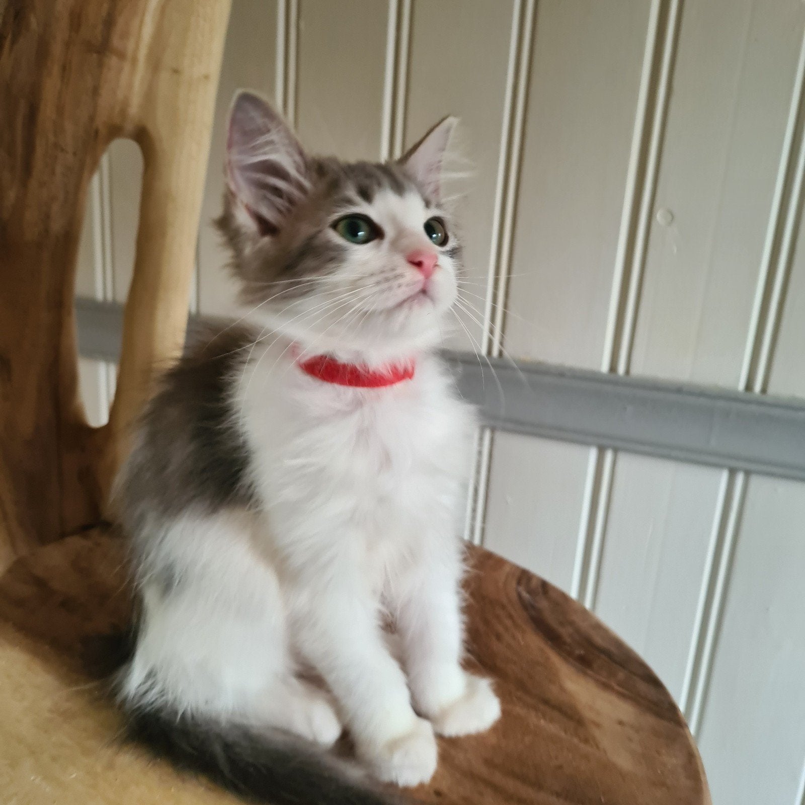 maine coon  kittens mogen meteen verhuizen, Meerdere dieren, Ontwormd