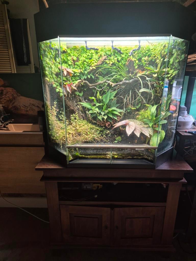 Paludarium, Ophalen, Gebruikt, Terrarium of Paludarium