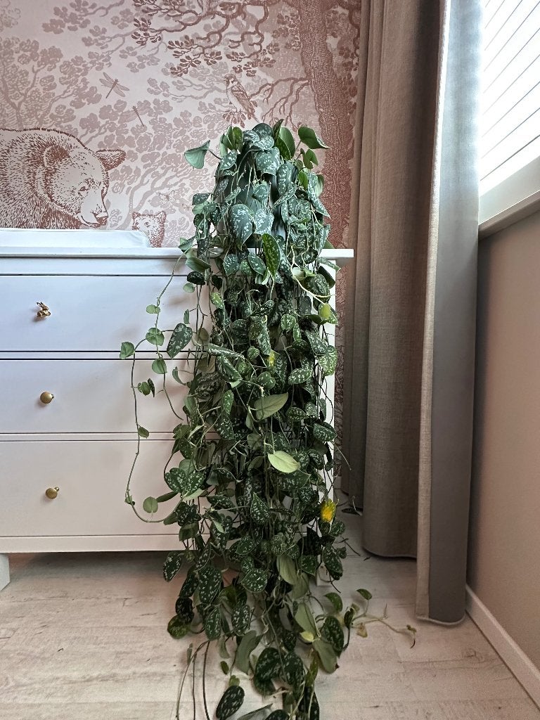hangplant Scindapsus pictus, Ophalen, Overige soorten, Halfschaduw, In pot