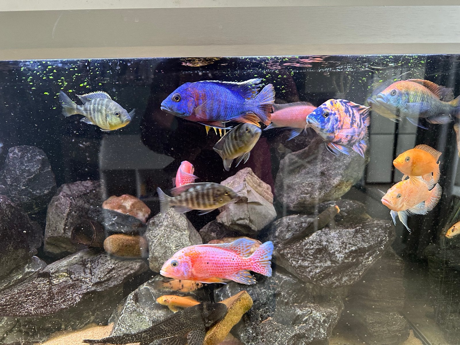 Malawi aquarium 360 liter. 10mm glas zoet water, Vis