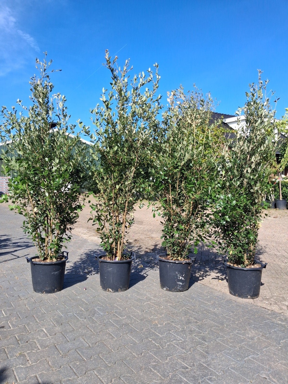 meerstammige Steeneik (Quercus ilex) in pot - Groenblijvend, In pot, Bloeit niet, Halfschaduw, Overige soorten