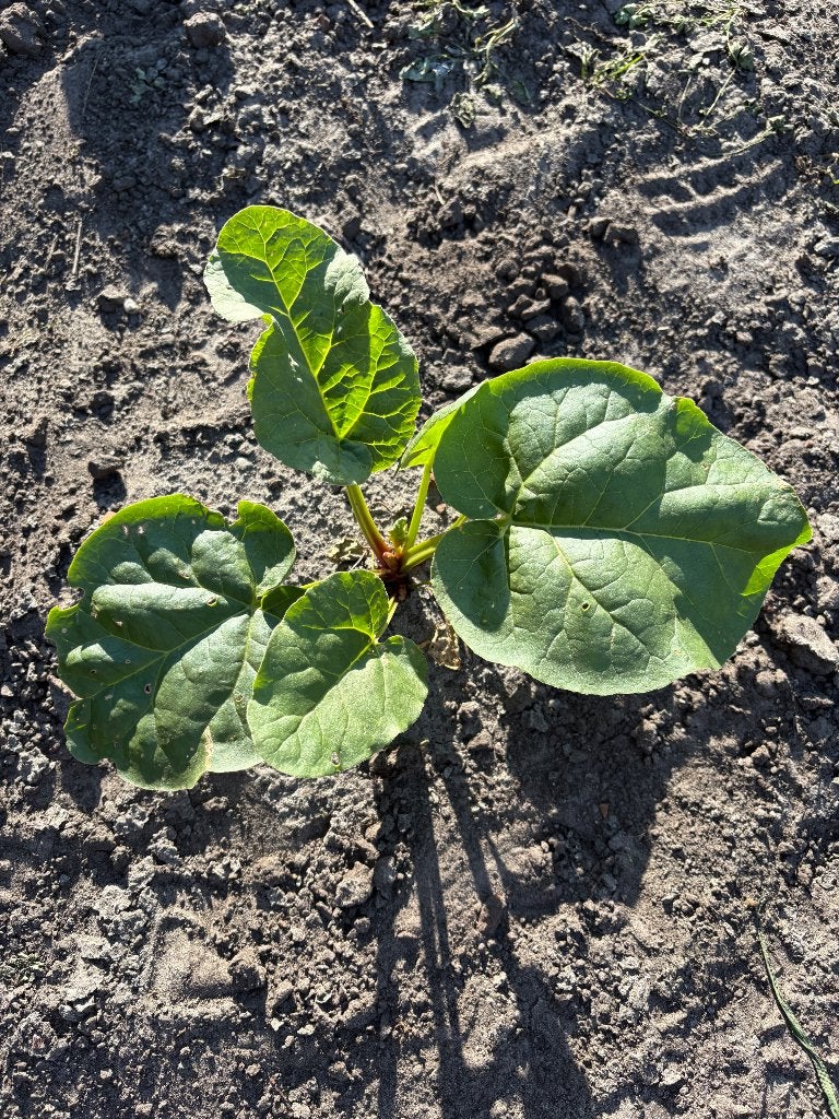 Rabarber victoria, Tuin en Terras, Planten | Tuinplanten, Ophalen, Volle zon, Lente, Groenteplanten