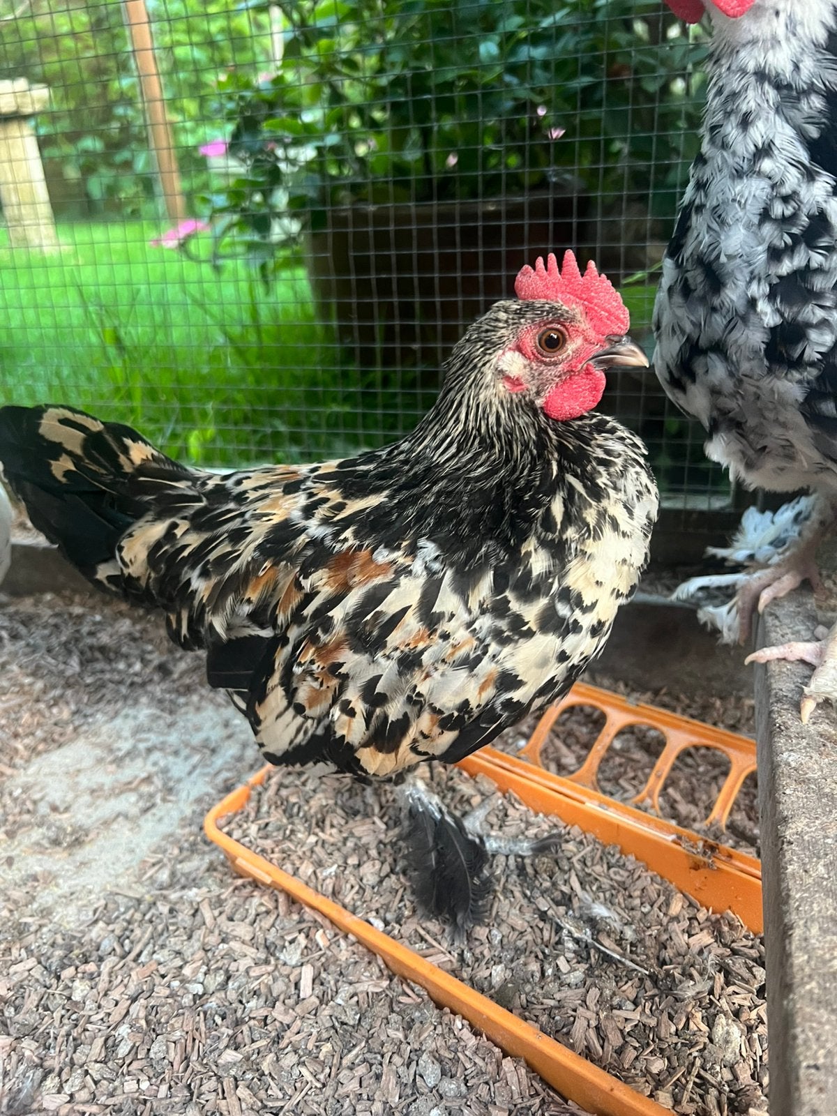 Drie superknappe krielhaantjes Serama kruising, Dieren en Toebehoren, Pluimvee, Mannelijk, Kip