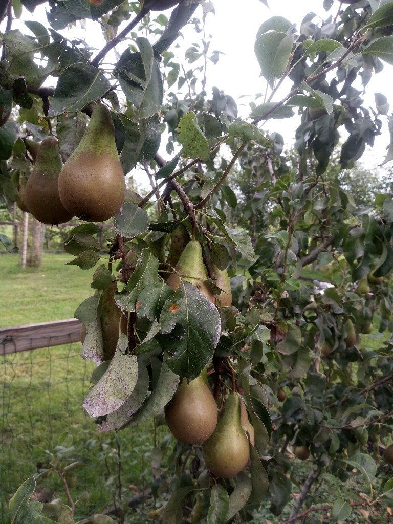 handperen, Ophalen