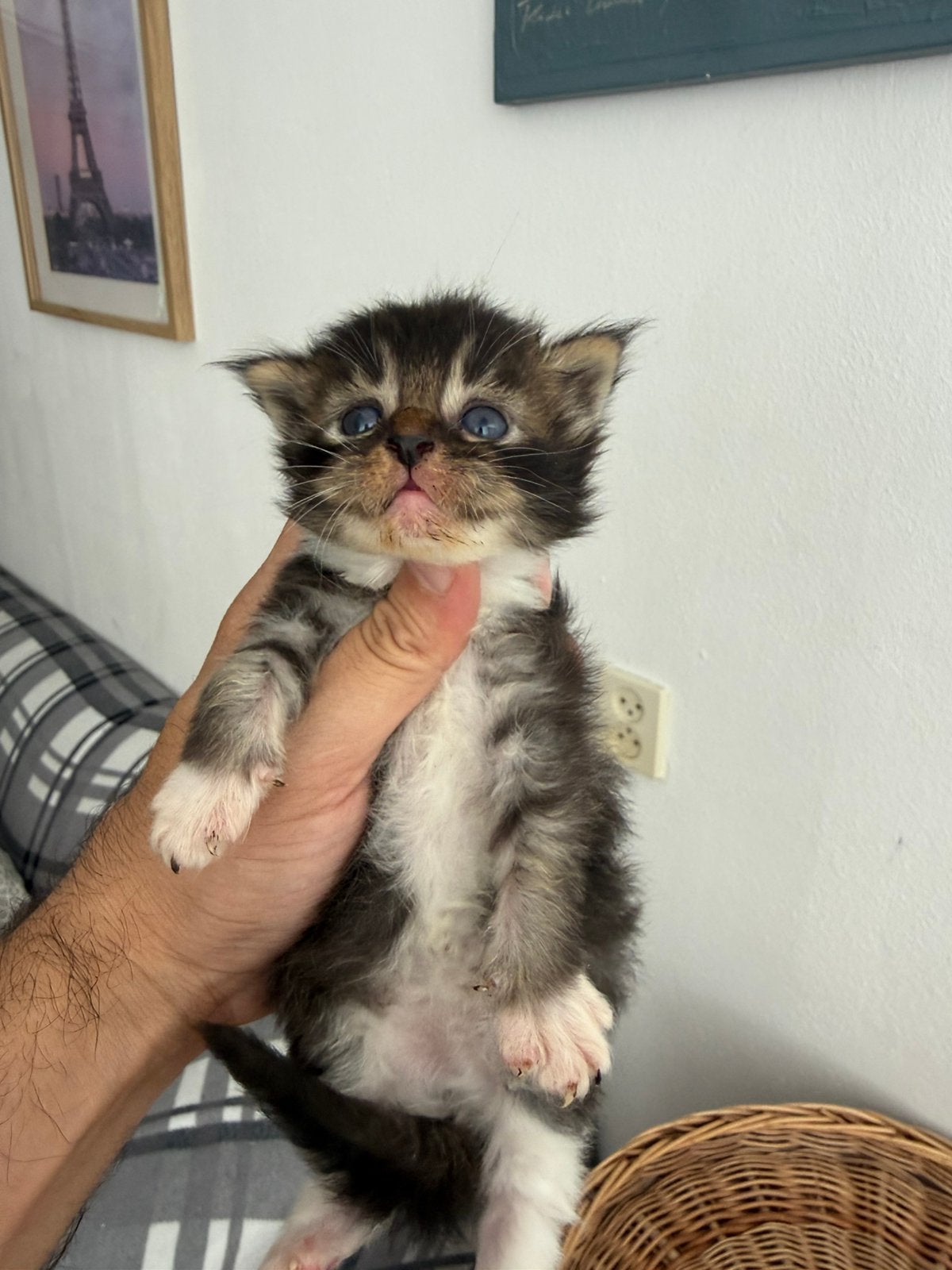 Premium XXL Maine Coon Kittens • 1 Jaar Gezondheidsgarantie, Dieren en Toebehoren, Meerdere dieren, Gechipt