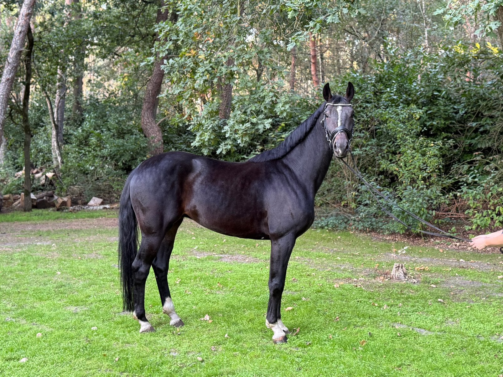 Lieve kwaliteitsvolle 4 jarige dressuurruin. Shalon BR, Dieren en Toebehoren, Ruin, Dressuurpaard, Zadelmak, 170 tot 175 cm