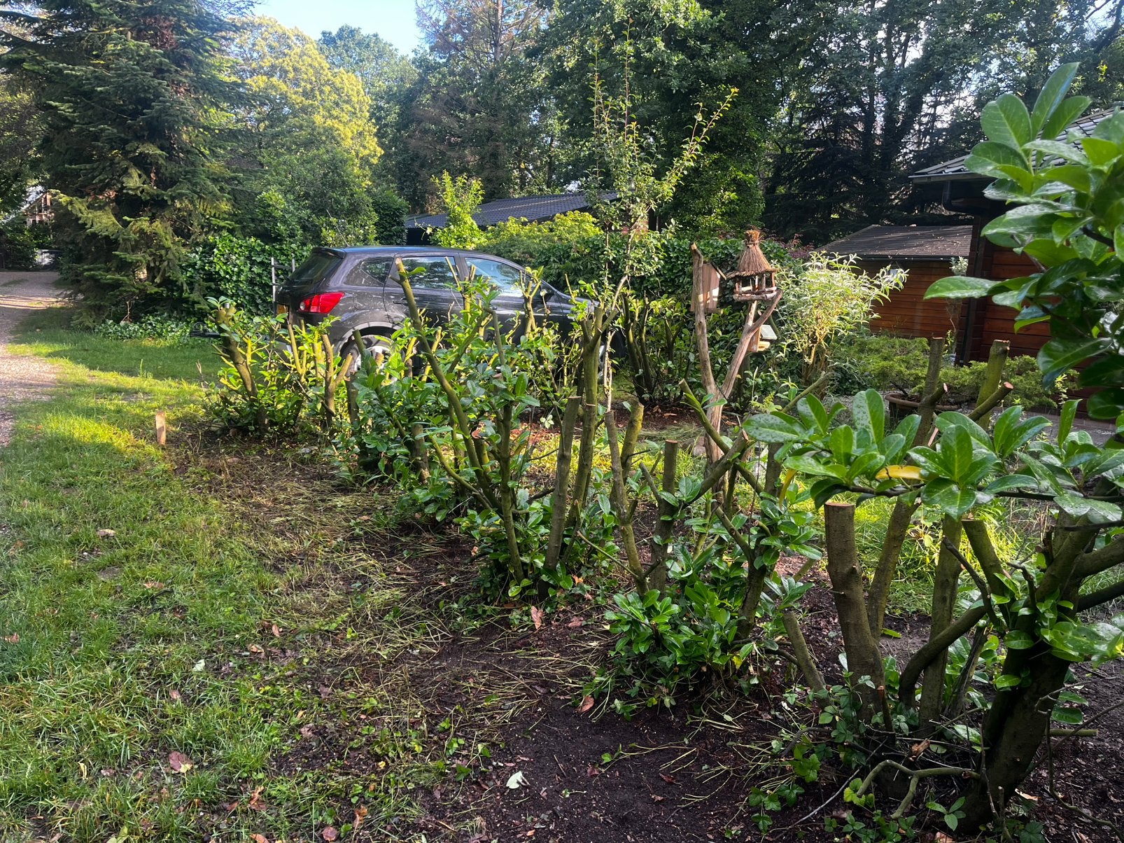 Laurierhaag GRATIS mee te nemen, Tuin en Terras, Planten | Struiken en Hagen, Ophalen, Overige soorten, Minder dan 100 cm