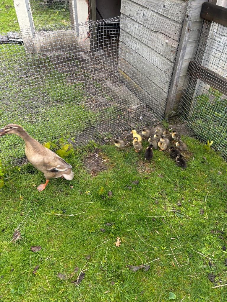 Indische loopeendjes, loopeenden, Dieren en Toebehoren, Pluimvee, Meerdere dieren, Eend