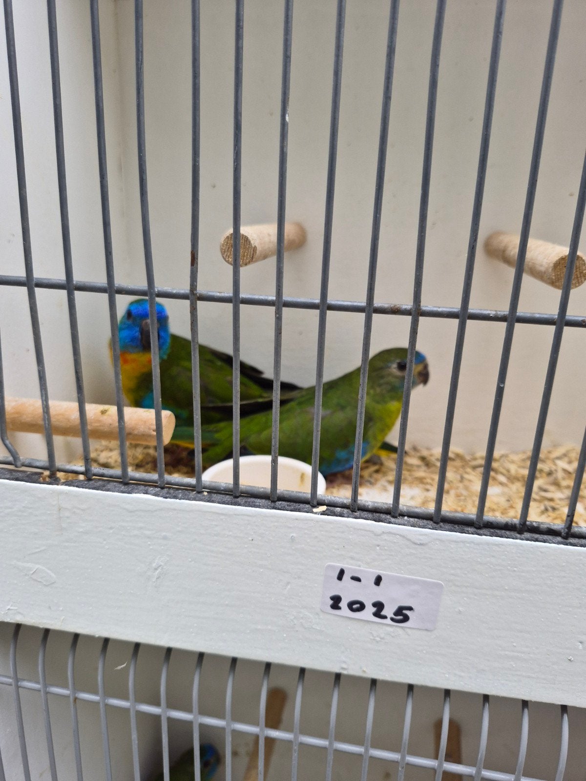 turquoisine parkieten, Dieren en Toebehoren
