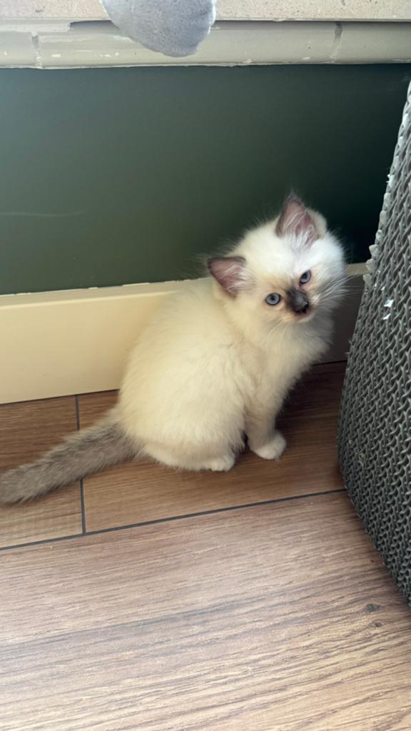 Ragdoll kittens, Meerdere dieren, Ontwormd, 0 tot 2 jaar