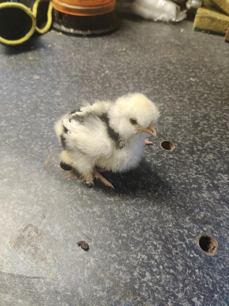 Zijdehoen kriel kuikens  1a2 weken oud, Dieren en Toebehoren, Pluimvee, Geslacht onbekend, Kip