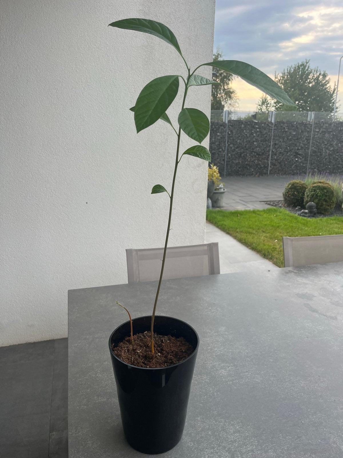 Jonge Avocado plant - eigen Kweek inclusief pot, Ophalen, Volle zon, Vaste plant, Bloeit niet