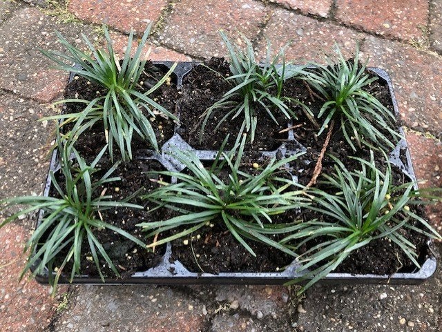 ophiopogon minor in tray 6 planten, Ophalen of Verzenden, Vaste plant, Overige soorten, Volle zon