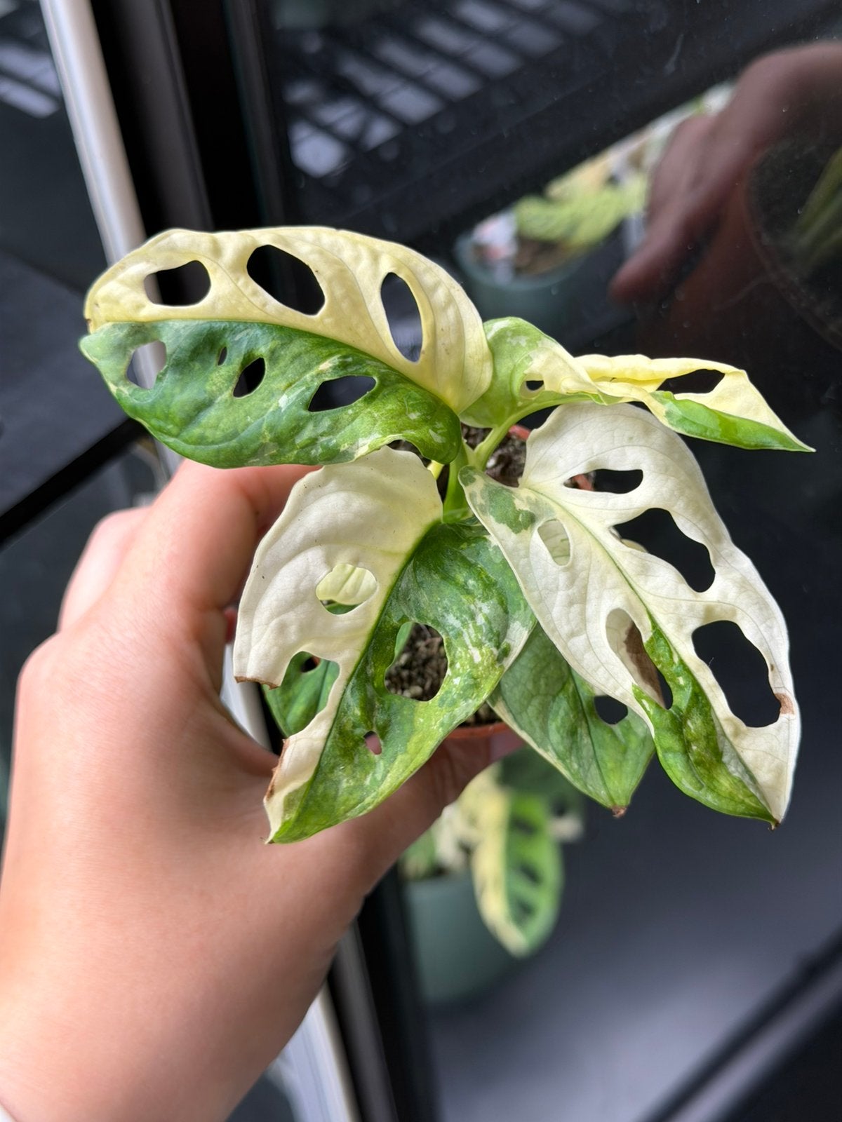 Monstera adansonii variegata, Ophalen of Verzenden, Halfschaduw, Minder dan 100 cm
